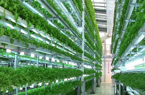 BLUEBERRIES AND CRANBERRIES MOVE TO VERTICAL FARMS