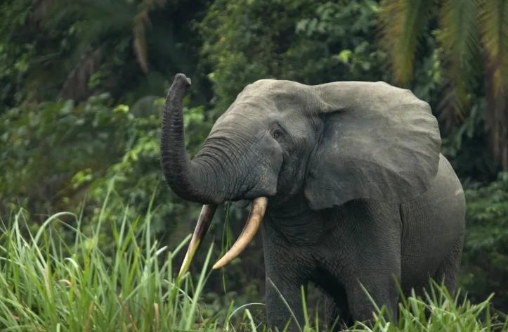 Odzala-Kokoua Forest Massif, Congo